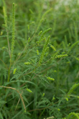 Allergic ambrosia blooms in field