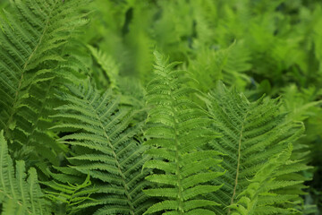 Beautiful fern with lush green leaves growing outdoors