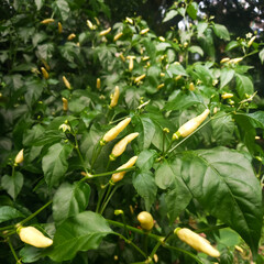 Tabasco chili peppers at various stage of maturation growing on the plant, white colour chili.