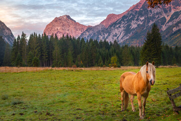 Haflinger horse on meadow in Alps at autumn sunrise, Karwendel mountains, Tyrol