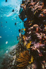 Fototapeta na wymiar tropical fish coral reef in the ocean