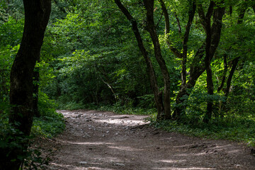 Obraz premium Walking trail at Turda Gorge, Cheile Turzii in Romanian, a natural reservation situated 6 km west of Turda in Transylvania, Romania.