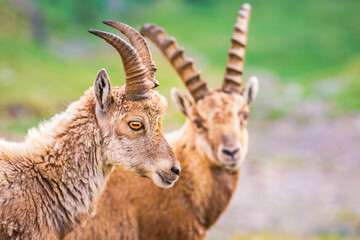 Ibex wild animal and mountain fauna, Gran Paradiso italian Alps, Italy