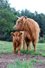 Scottish Highland cattle calf © Heather