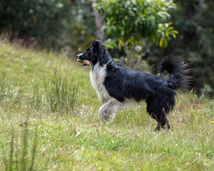 A faithful Border Collie running and playing with a stick . Joy. Energy. Happiness. Activity.