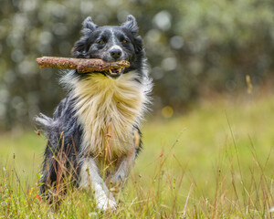Border Collie playng with a stick outdoors. Border Collie jugando con un palo en el campo. Joy. Energy. Happiness. Activity.