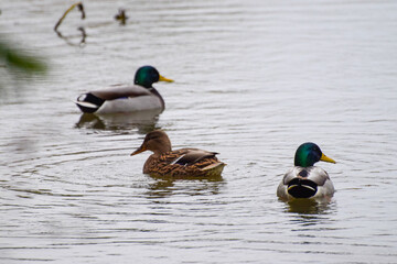ducks on the lake 2016