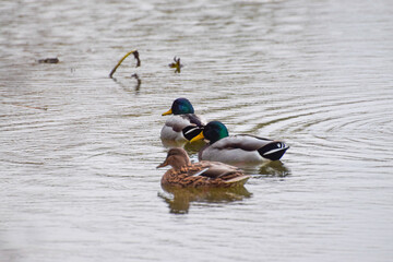 ducks on the lake 2016