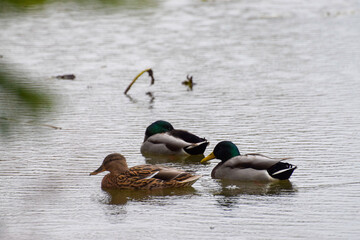 ducks on the lake 2016