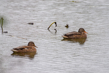 ducks on the lake 2016
