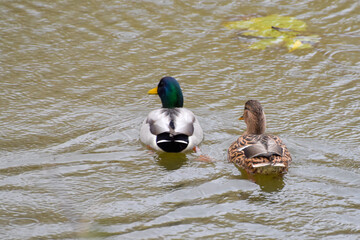 ducks on the lake 2016