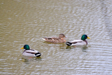 ducks on the lake 2016