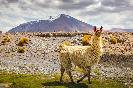 llama in the wild of Atacama Desert, Andes altiplano, Chile