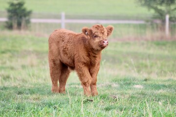 Scottish Highland cattle calf - obrazy, fototapety, plakaty