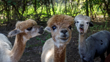 Three alpacas looking at camera