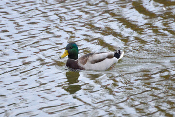 ducks on the lake 2017