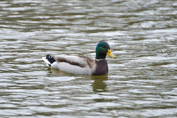 Obraz premium ducks on the lake 2017