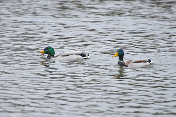 ducks on the lake 2017