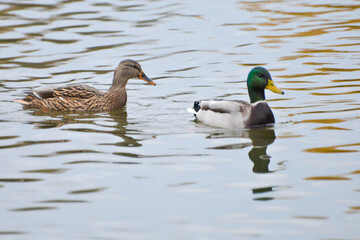 ducks on the lake 2017