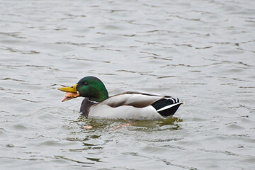 ducks on the lake 2017