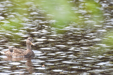 ducks on the lake 2017