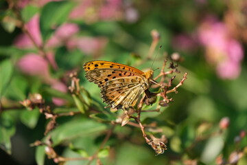 ツマグロヒョウモン