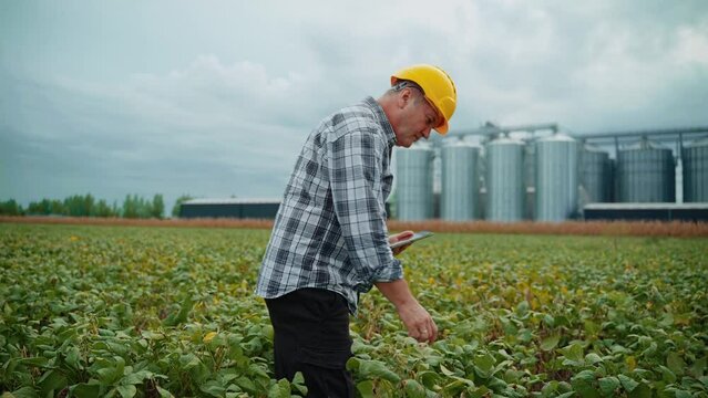 Man agriculture expert inspecting soybeans fields, silos in the back 