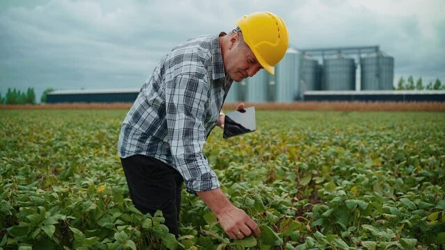 Man agriculture expert inspecting soybeans fields, silos in the back 