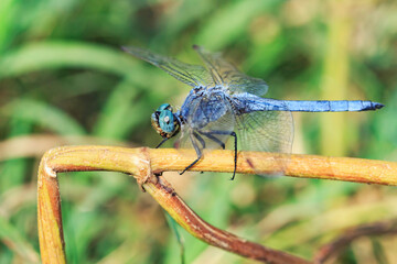 blue dragonfly sits on a broken stem, close-up