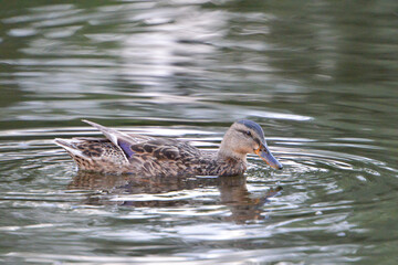 ducks on the lake 2018