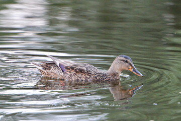 ducks on the lake 2018