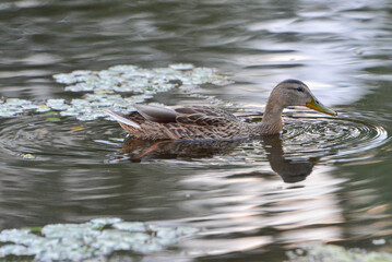 ducks on the lake 2018