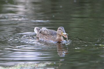 ducks on the lake 2018