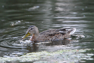ducks on the lake 2018
