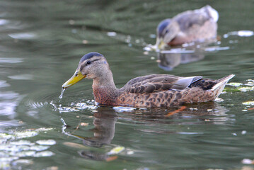 ducks on the lake 2018