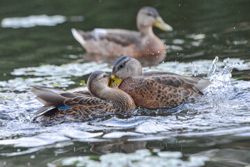 ducks on the lake 2018