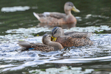 ducks on the lake 2018