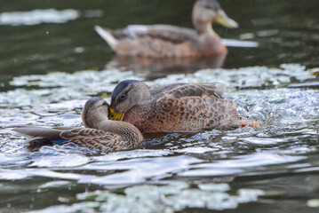 ducks on the lake 2018
