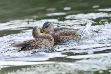 ducks on the lake 2018