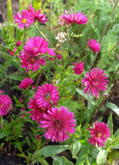 Perennial crimson aster in a flower bed in autumn, selective focus, vertical orientation