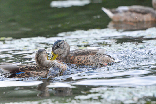ducks on the lake 2018