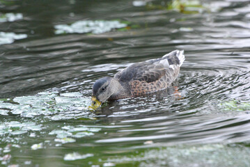 ducks on the lake 2018