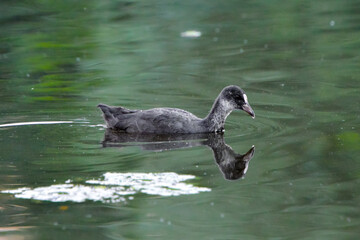 ducks on the lake 2018