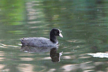 ducks on the lake 2018