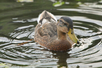 Obraz premium ducks on the lake 2018