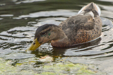 ducks on the lake 2018