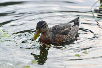ducks on the lake 2018