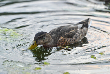 ducks on the lake 2018