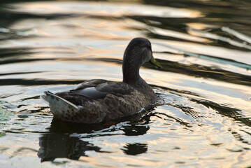 ducks on the lake 2018
