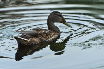 Obraz premium ducks on the lake 2018